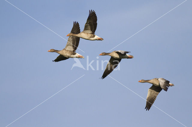Grey Lag-Goose (Anser anser)