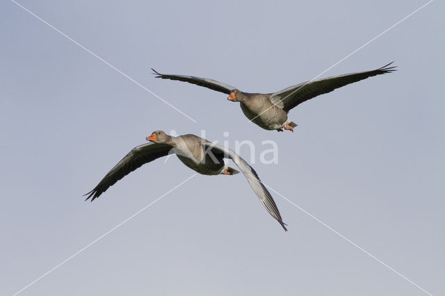 Grey Lag-Goose (Anser anser)