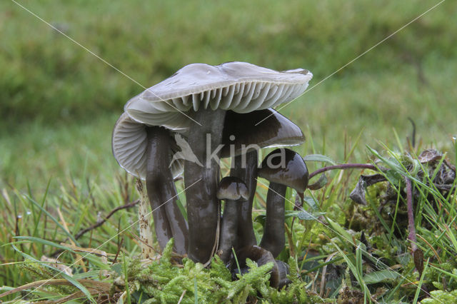 Slimy Waxcap (Hygrocybe unguinosa)