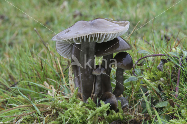 Grauwe wasplaat (Hygrocybe unguinosa)