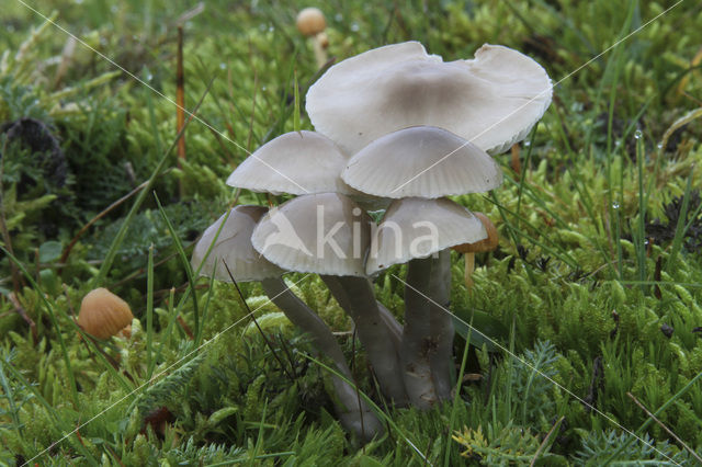 Grauwe wasplaat (Hygrocybe unguinosa)