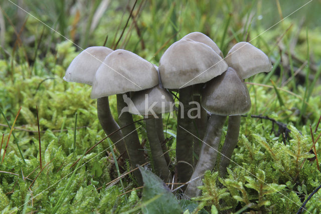 Grauwe wasplaat (Hygrocybe unguinosa)