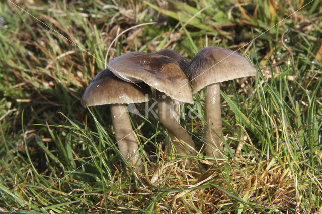 Grauwe wasplaat (Hygrocybe unguinosa)