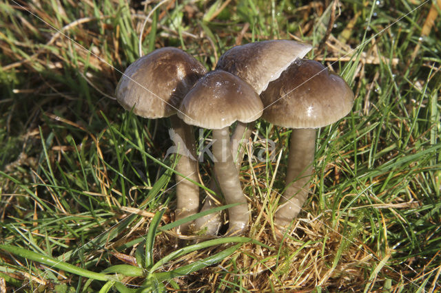 Grauwe wasplaat (Hygrocybe unguinosa)