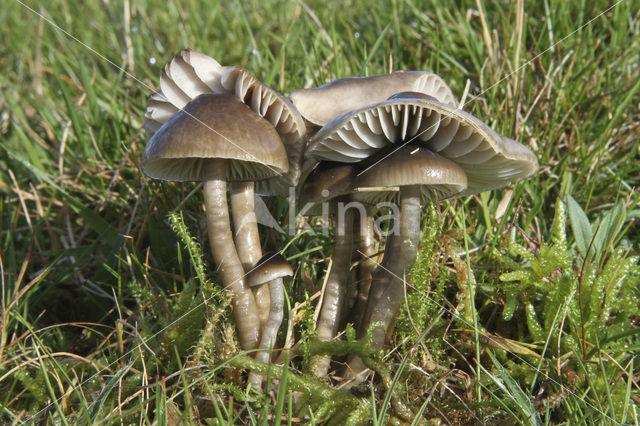 Slimy Waxcap (Hygrocybe unguinosa)