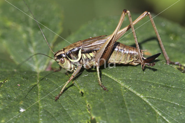 Roesel’s Bush-cricket (Metrioptera roeselii)