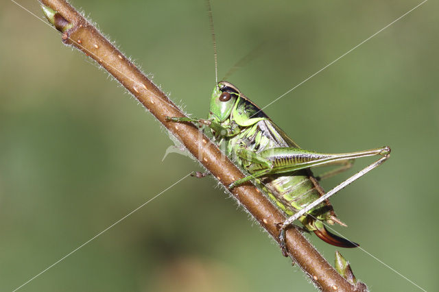 Roesel’s Bush-cricket (Metrioptera roeselii)