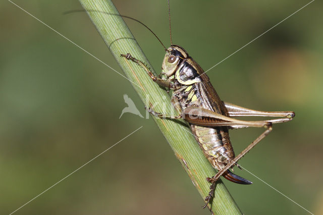 Roesel’s Bush-cricket (Metrioptera roeselii)