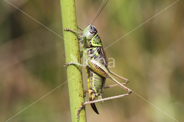 Roesel’s Bush-cricket (Metrioptera roeselii)