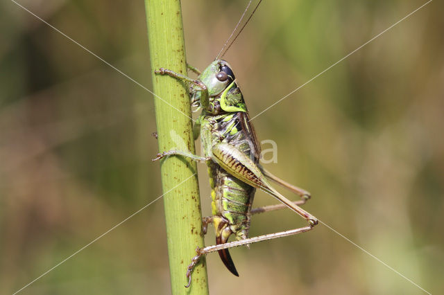 Greppelsprinkhaan (Metrioptera roeselii)