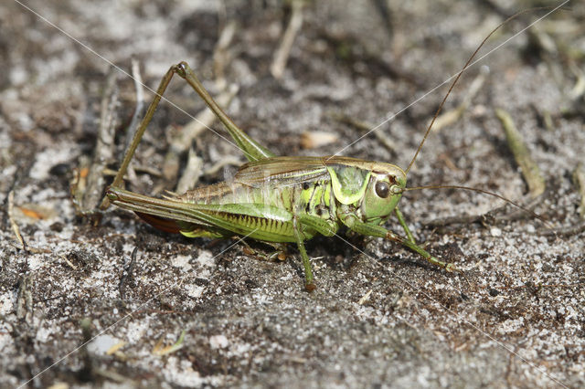 Roesel’s Bush-cricket (Metrioptera roeselii)