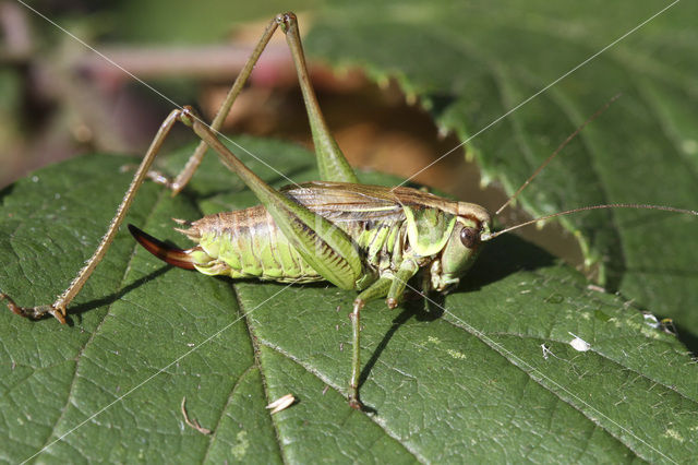 Roesel’s Bush-cricket (Metrioptera roeselii)