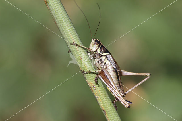 Roesel’s Bush-cricket (Metrioptera roeselii)