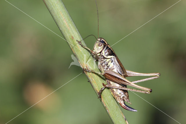 Greppelsprinkhaan (Metrioptera roeselii)