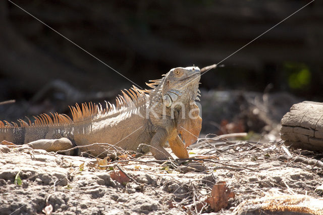 green iguana (Iguana iguana)