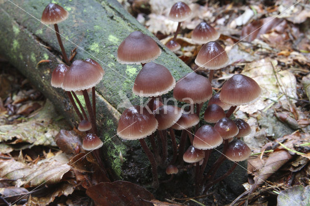 Grote bloedsteelmycena (Mycena haematopus)