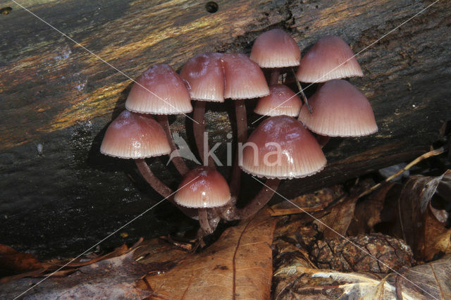 Grote bloedsteelmycena (Mycena haematopus)