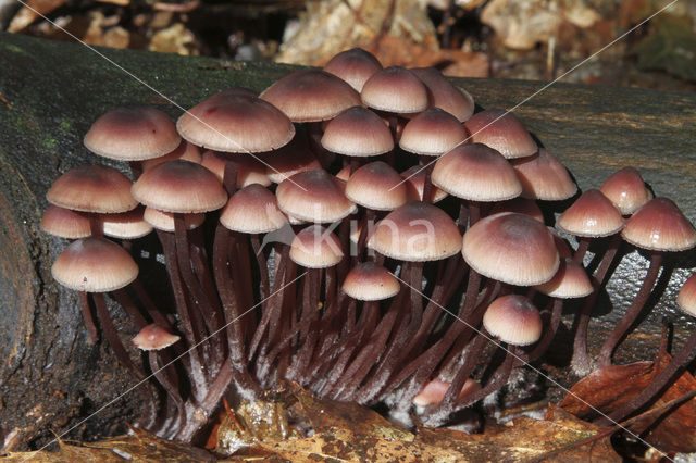 Burgundydrop bonnet (Mycena haematopus)