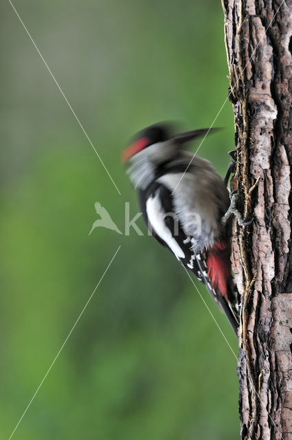 Great Spotted Woodpecker (Dendrocopos major)