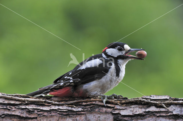 Grote Bonte Specht (Dendrocopos major)