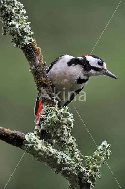 Great Spotted Woodpecker (Dendrocopos major)