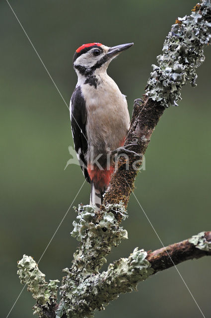 Grote Bonte Specht (Dendrocopos major)