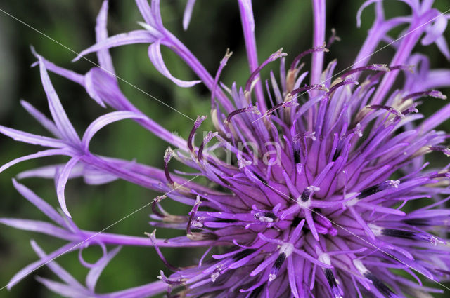 Greater Knapweed (Centaurea scabiosa)