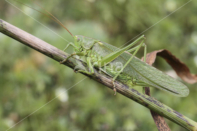 Grote groene sabelsprinkhaan (Tettigonia viridissima)