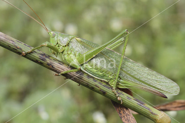 Great Green Bush-cricket (Tettigonia viridissima)