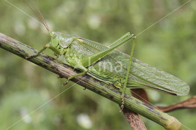 Grote groene sabelsprinkhaan (Tettigonia viridissima)