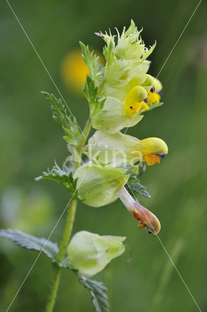 Greater Yellow-rattle (Rhinanthus angustifolius)