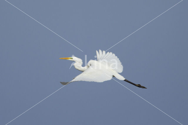 Grote Zilverreiger (Ardea alba)