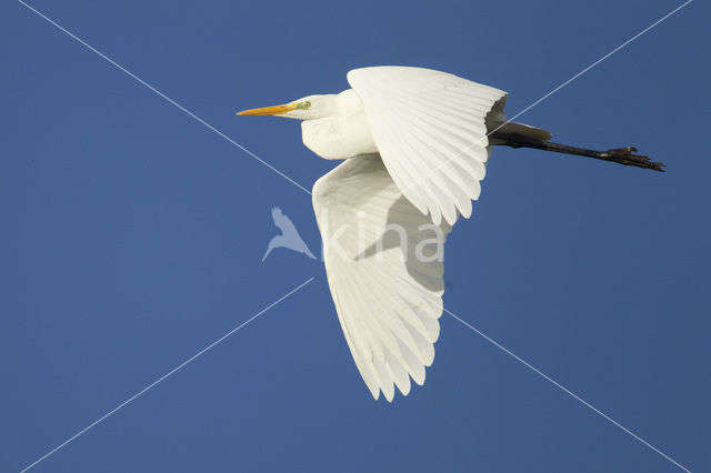 Grote Zilverreiger (Ardea alba)