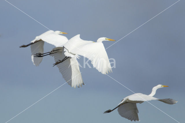 Grote Zilverreiger (Ardea alba)