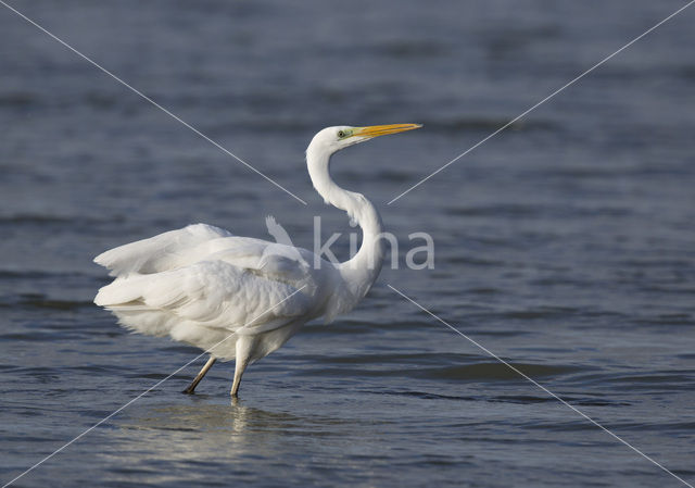 Grote zilverreiger (Casmerodius albus)