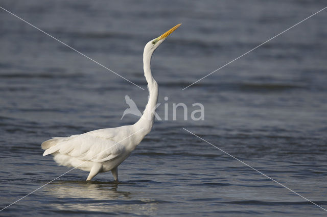 Grote zilverreiger (Casmerodius albus)