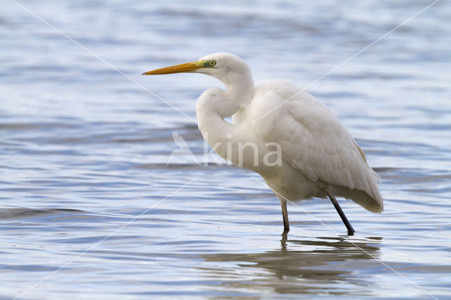 Grote zilverreiger (Casmerodius albus)