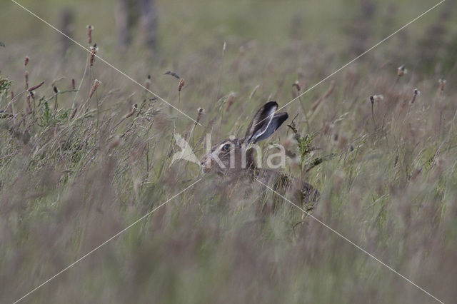 Brown Hare (Lepus europaeus)