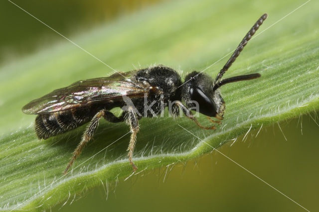 Halfglanzende Groefbij (Lasioglossum semilucens)