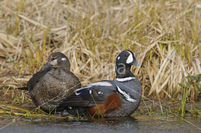 Harlekijneend (Histrionicus histrionicus)