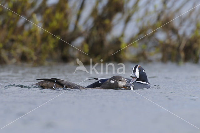 Harlequin (Histrionicus histrionicus)