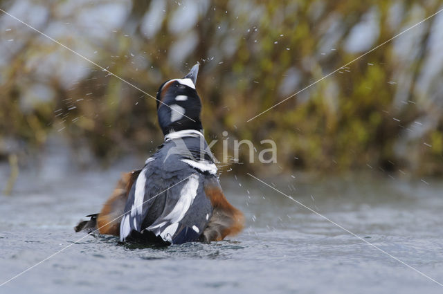 Harlequin (Histrionicus histrionicus)