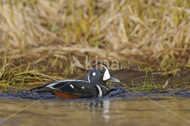 Harlequin (Histrionicus histrionicus)