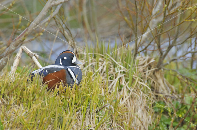 Harlekijneend (Histrionicus histrionicus)