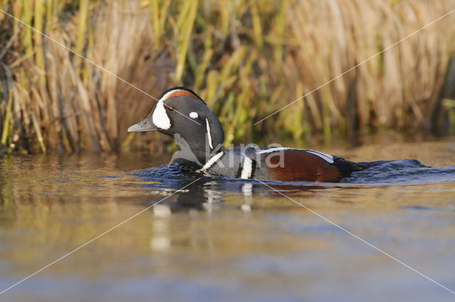 Harlequin (Histrionicus histrionicus)