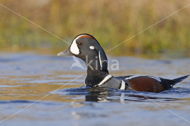 Harlequin (Histrionicus histrionicus)