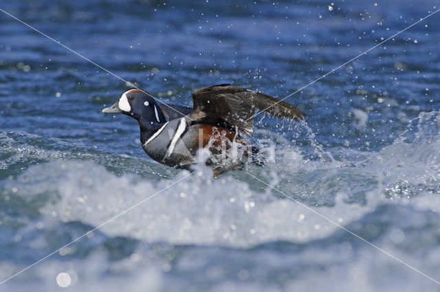 Harlequin (Histrionicus histrionicus)