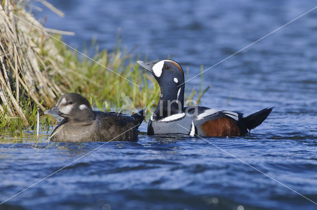 Harlequin (Histrionicus histrionicus)
