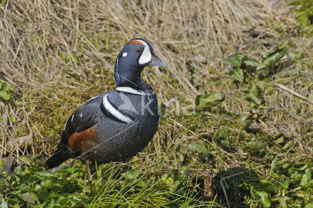 Harlekijneend (Histrionicus histrionicus)