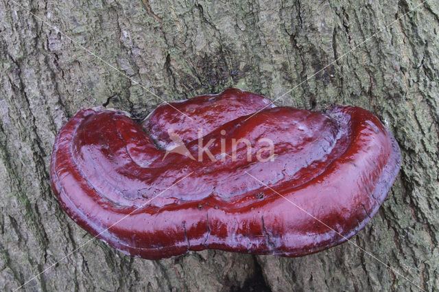 Ganoderma resinaceum